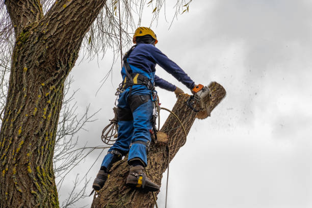 Bloomfield, IN  Tree Services Company